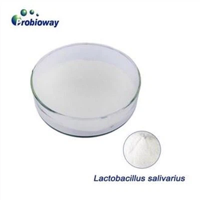 Lactobacillus Salivarius Probiotika
