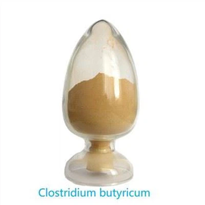 Rohes Clostridium butyricum